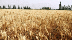 高质量成长丨归仓合理时！天山南北麦浪滚